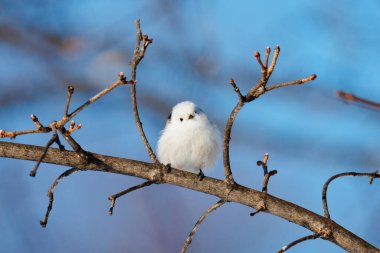  long tailed tit in winter