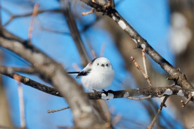  long tailed tit in winter