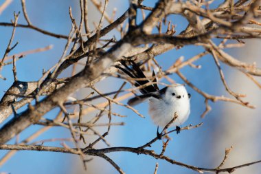 Uzun kuyruklu güve kanatlarını çırpıyor