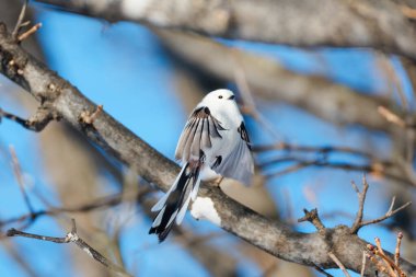 Uzun kuyruklu güve kanatlarını çırpıyor