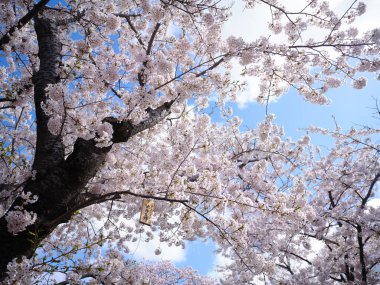 matsumae kalesi ve kiraz çiçekleri