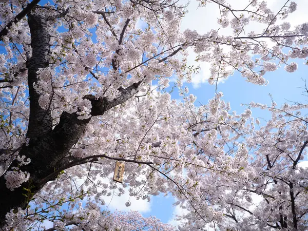 matsumae kalesi ve kiraz çiçekleri