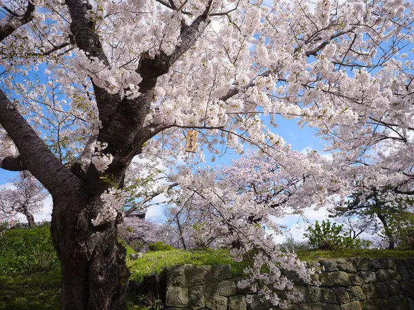 matsumae kalesi ve kiraz çiçekleri