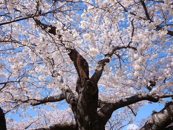 matsumae kalesi ve kiraz çiçekleri
