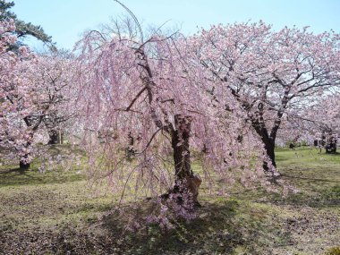 Hokkaido 'da ağlayan kiraz çiçekleri