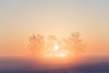 kapsamındaki frost ağaç ve gündoğumu