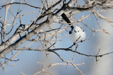  long tailed tit in winter
