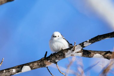  long tailed tit in winter