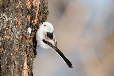  long tailed tit in winter