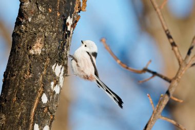  long tailed tit in winter