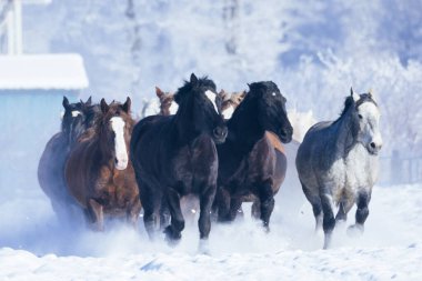  Koşan at kışın hokkaido