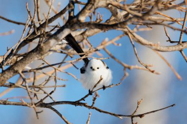  long tailed tit in winter