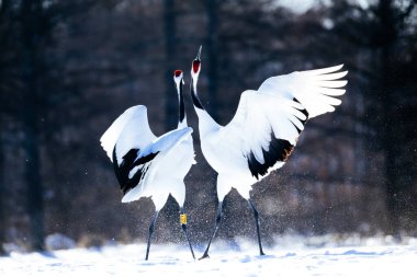 Japonya 'da kış hokkaido vinci