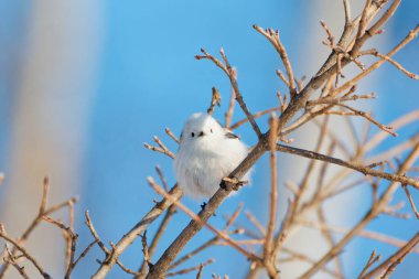  long tailed tit in winter