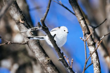  long tailed tit in winter