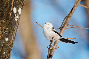  long tailed tit in winter