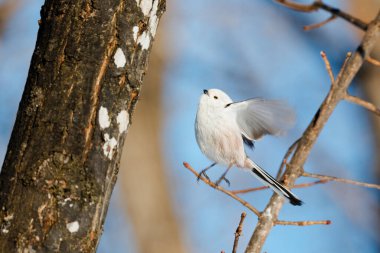  long tailed tit in winter