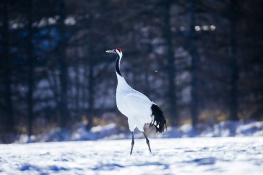 Japonya 'da kış hokkaido vinci