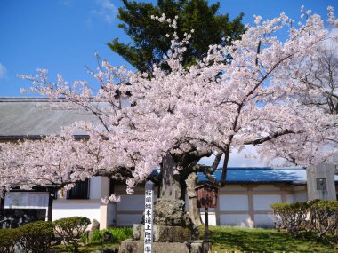 matsumae kalesi ve kiraz çiçekleri