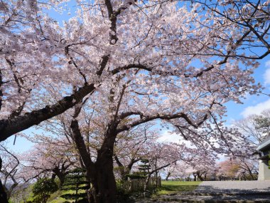 matsumae kalesi ve kiraz çiçekleri