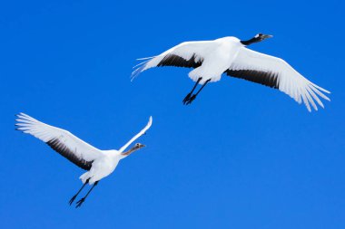 Kış Hokkaido 'sunda uçan vinç