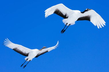 Kış Hokkaido 'sunda uçan vinç