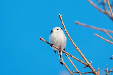  long tailed tit in winter