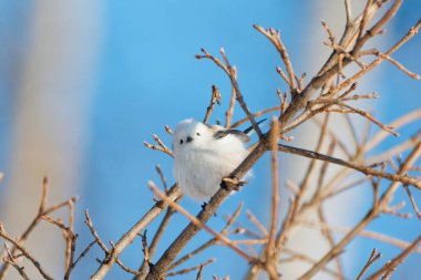  long tailed tit in winter
