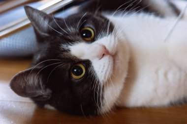 Cat çehresini yakın çekim