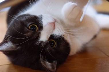 Cat çehresini yakın çekim