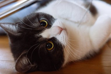 Cat çehresini yakın çekim