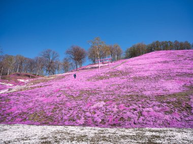 İlkbaharda hokkaido 'da yosun filizi