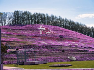 İlkbaharda hokkaido 'da yosun filizi