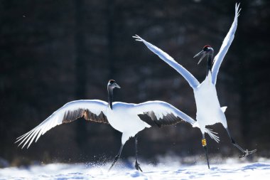 Japonya 'da kış hokkaido vinci