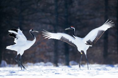 Japonya 'da kış hokkaido vinci