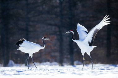 Japonya 'da kış hokkaido vinci