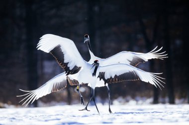 Japonya 'da kış hokkaido vinci