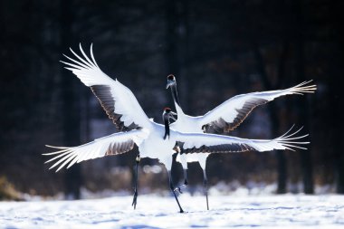 Japonya 'da kış hokkaido vinci