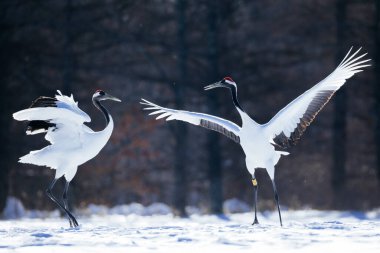 Japonya 'da kış hokkaido vinci