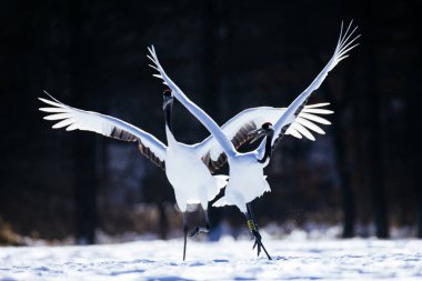 Japonya 'da kış hokkaido vinci