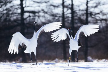 Japonya 'da kış hokkaido vinci