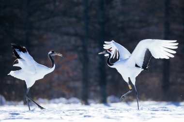 Japonya 'da kış hokkaido vinci
