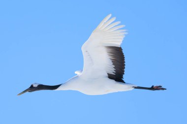 Kış Hokkaido 'sunda uçan vinç