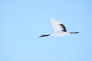 Kış Hokkaido 'sunda uçan vinç