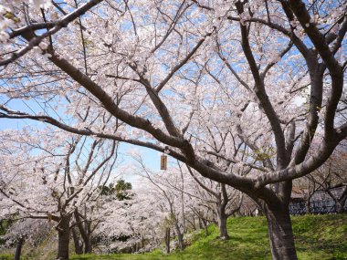 Matsumae Hokkaido 'da kiraz çiçekleri