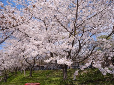 Matsumae Hokkaido 'da kiraz çiçekleri