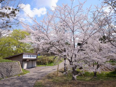 Matsumae Hokkaido 'da kiraz çiçekleri