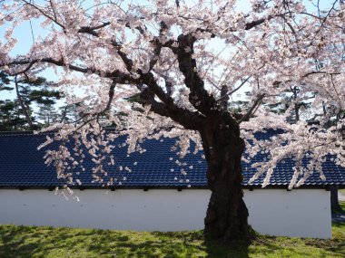 Japonya 'da kiraz çiçekleri var.