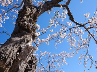 Japonya 'da kiraz çiçekleri var.