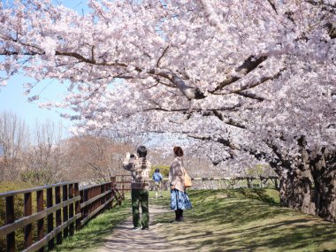 Japonya 'da kiraz çiçekleri var.